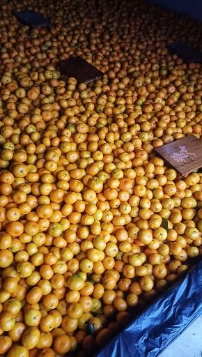 宜都市蜜桔  湖北宜都蜜橘