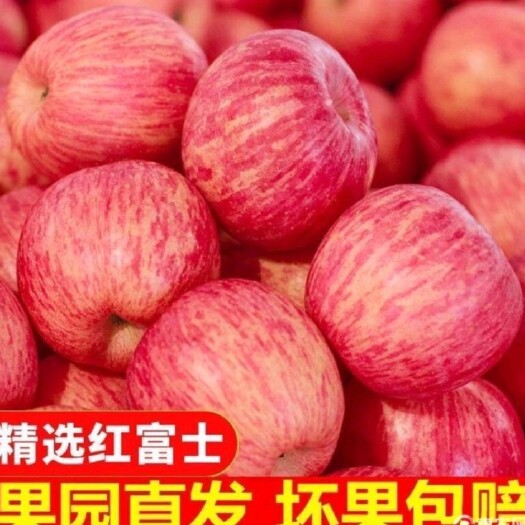 沂水县水晶富士  红富士苹果产地大量批发，一手货源，价格便宜