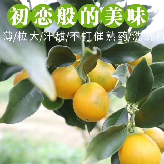 融安县 融安脆蜜金桔，甜过初恋，清甜可口，不酸不麻嘴，无籽