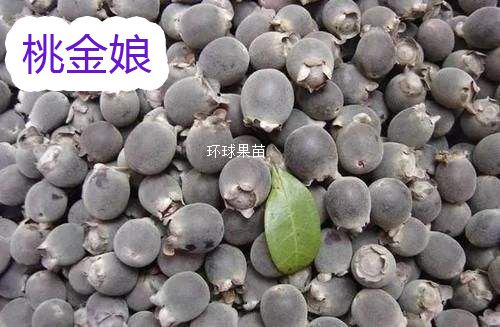 桃金娘苗 捻子苗 泡酒桃金娘果 果树苗 南北方种植 环球果苗