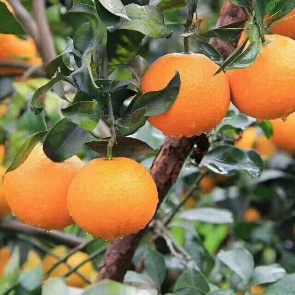 秭归县圆虹脐橙产地大量供货，自产自销，无中间商。