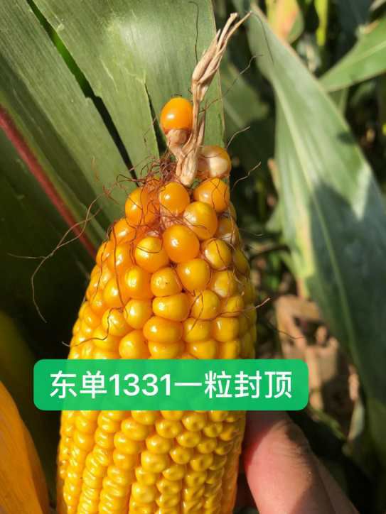 东单1331玉米种子  东单1331玉米杂交种，抗虫优质又高