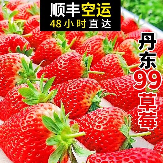 东港市红颜草莓  辽宁东港特产草莓基地一件代发塑料盒12粒，15粒，20粒等等