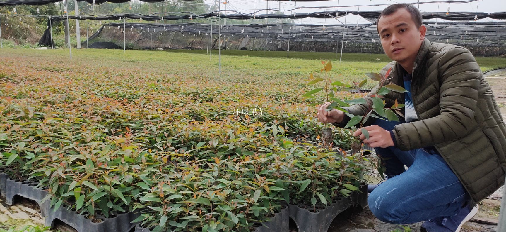 [桉樹苗批發]桉樹苗 組培苗 速生桉苗 29號 造林苗 巨桉苗 帶杯發貨