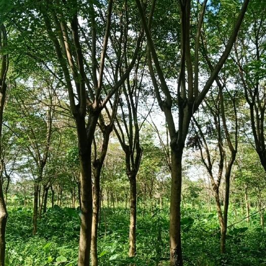 广州尖叶蓝花楹 5米以上 