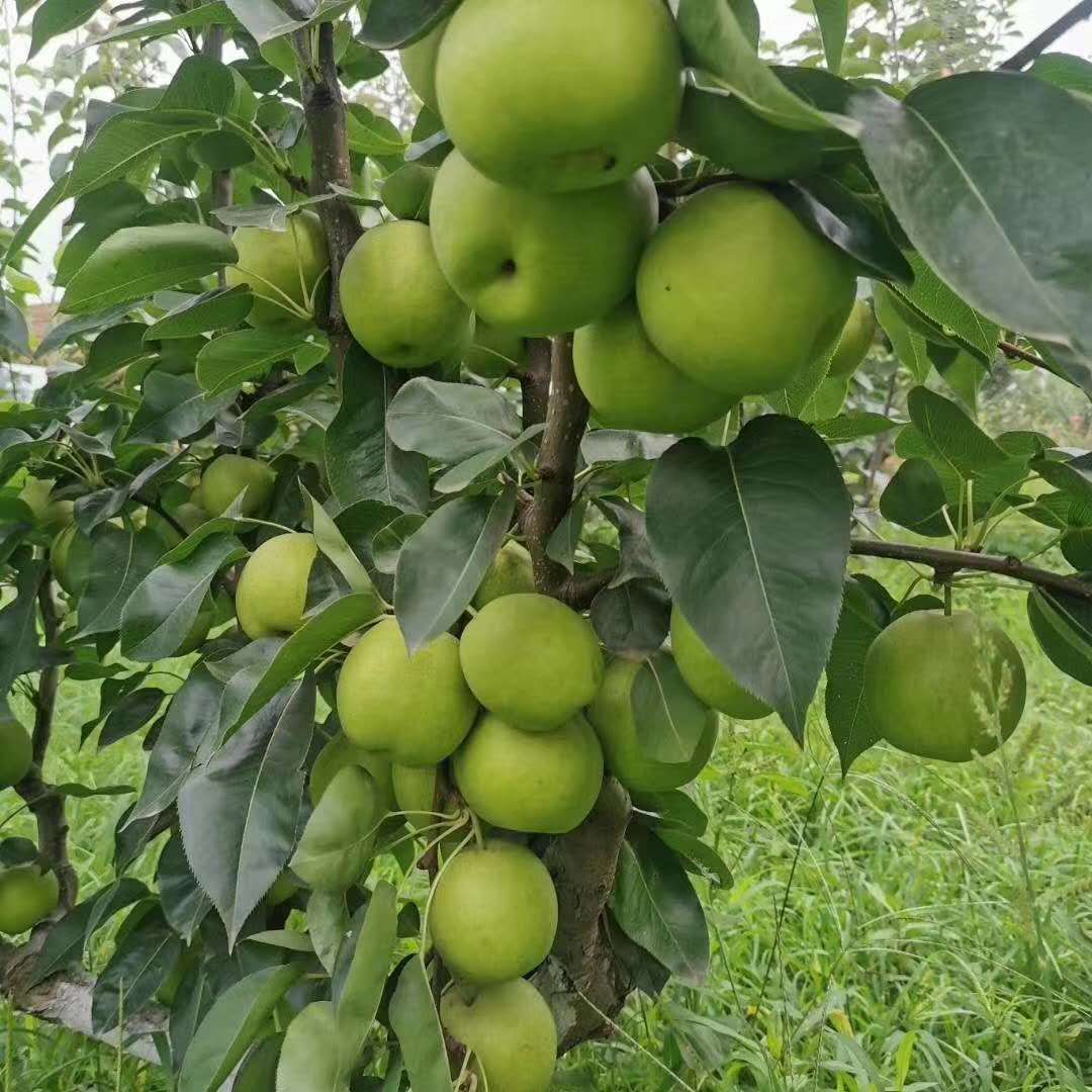 梨树苗特早熟脆梨是目前国内成熟较早的品种之一