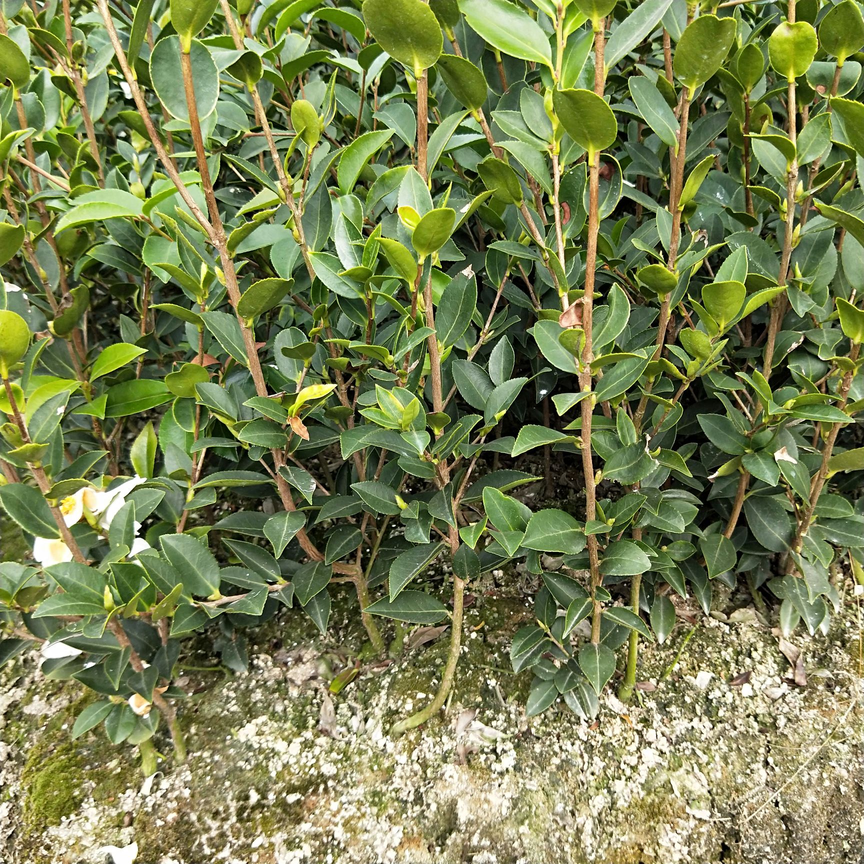 湖南湘林系列嫁接油茶苗.油茶树苗.茶籽树苗产地直供全国包邮