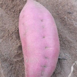 蜜薯 心香薯，黄金密薯，