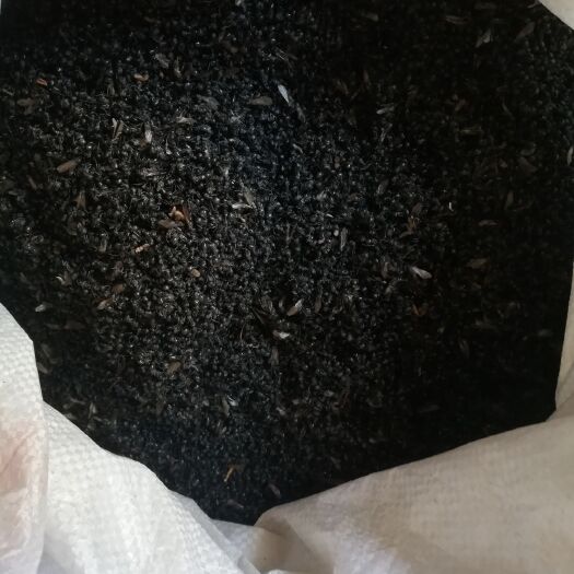  广西大头黑蚂蚁，一手货源价格美丽，欢迎新老客户前来咨询洽谈