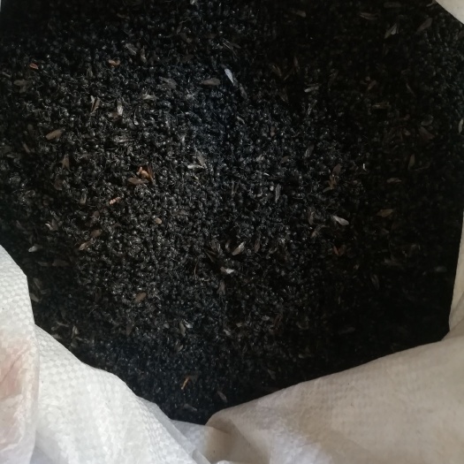全州县 广西大头黑蚂蚁，一手货源价格美丽，欢迎新老客户前来咨询洽谈