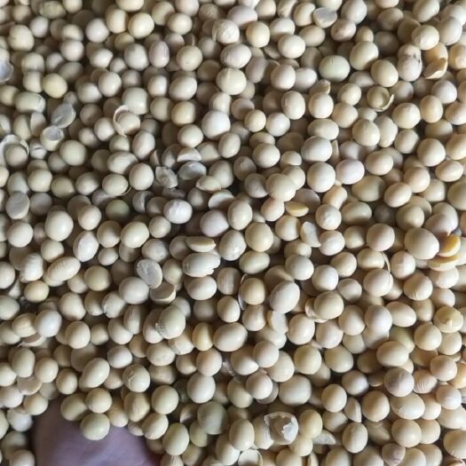 嘉祥县富硒大豆 生大豆 1等品 