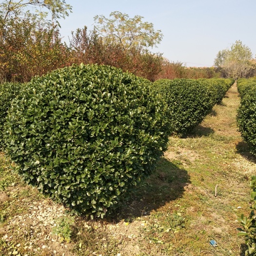 沭阳县大叶黄杨球，小叶女贞球，红叶石楠球，瓜子黄杨球，高杆大叶黄杨