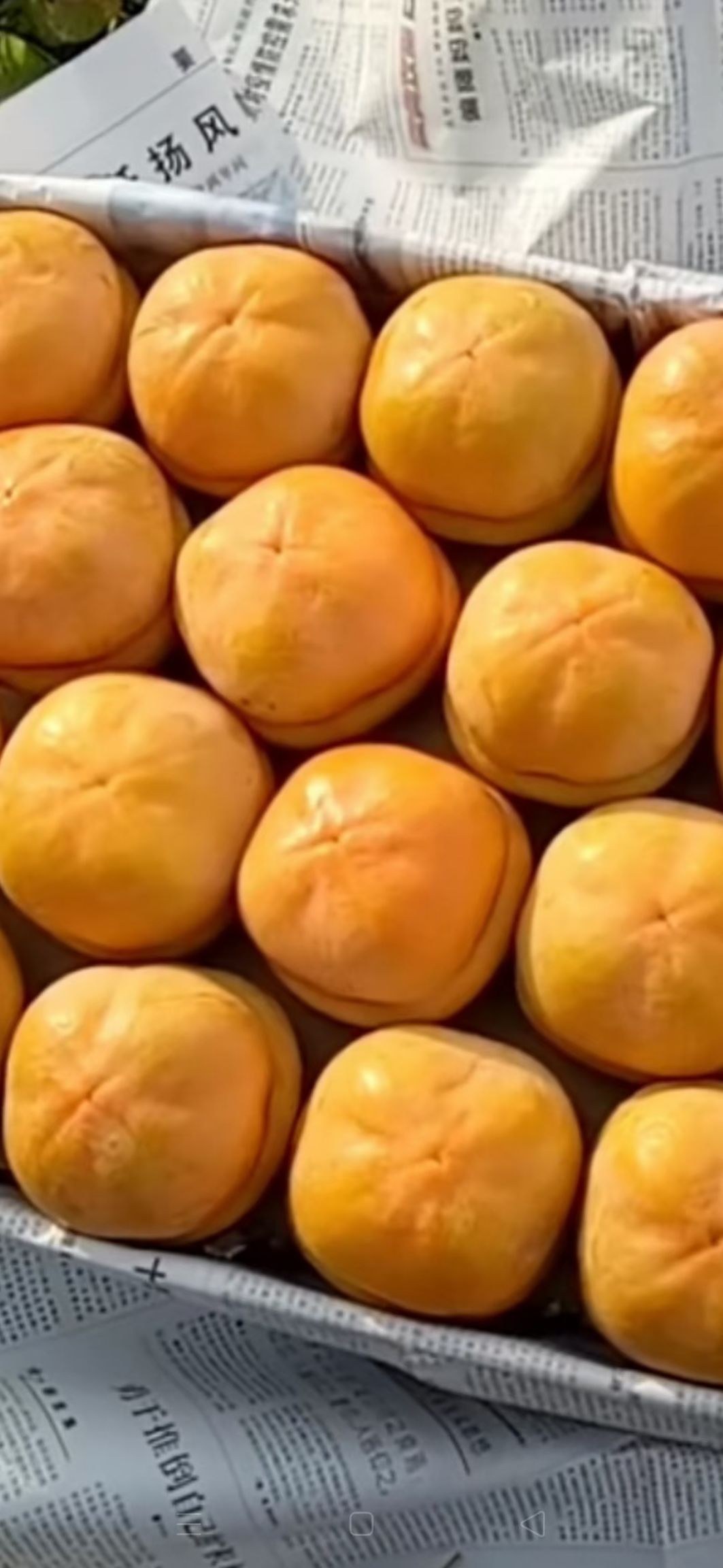 磨盘柿子 4 - 5两以上 