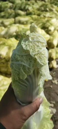 黄金娃娃菜 精品娃娃菜