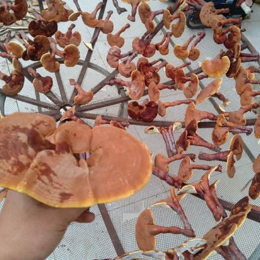 丘北县赤灵芝 硬质椴木种植灵芝