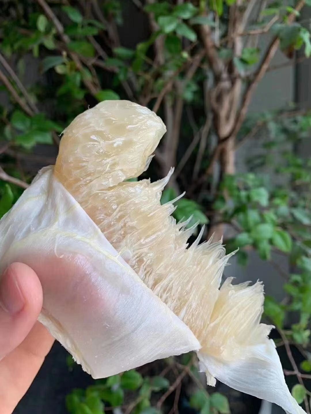  正宗梅州沙田柚