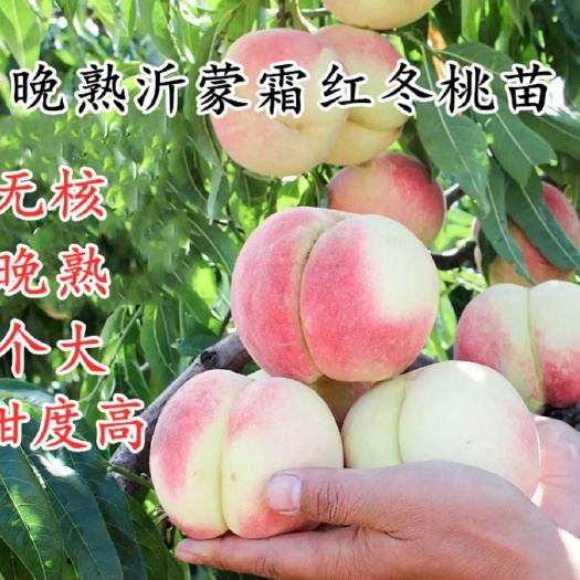 平邑县沂蒙霜红桃树苗  沂蒙霜红桃 桃树苗 冬桃个大晚熟南北方适宜种植基地直销三包
