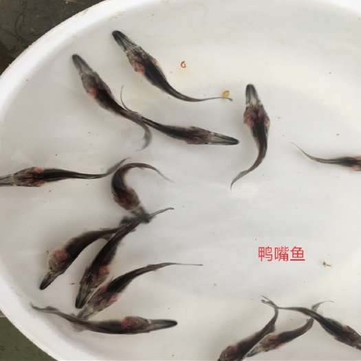富顺县鸭嘴鱼苗  鸭嘴鱼