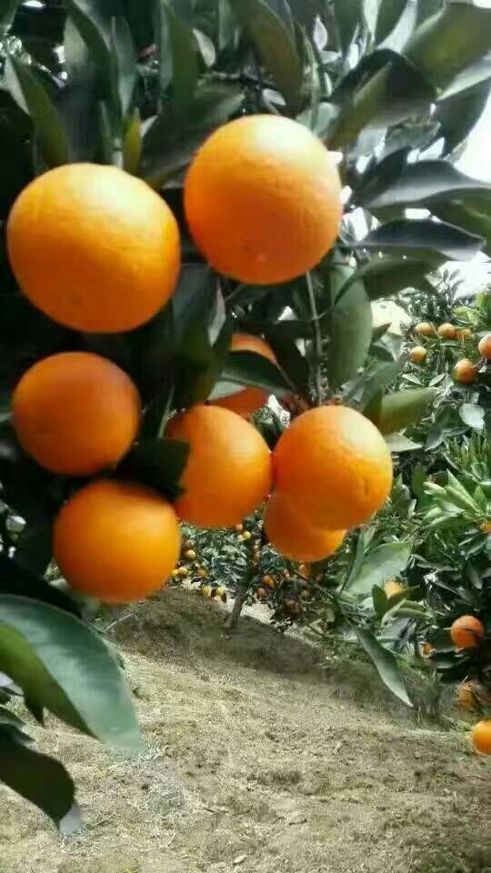 圆虹脐橙产地大量供货，自产自销，无中间商。