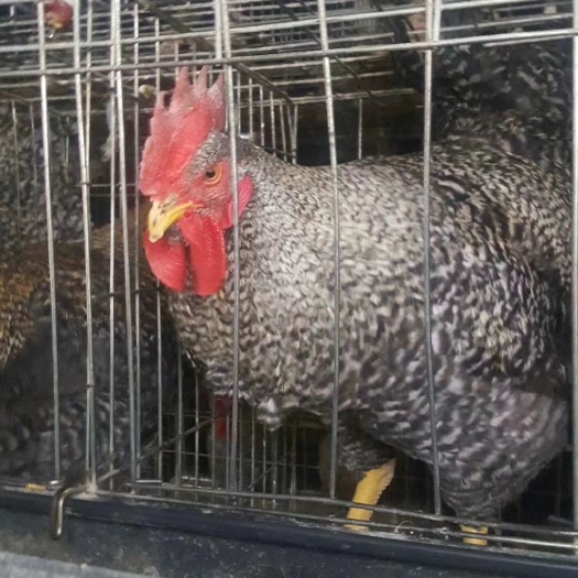 芦花鸡苗批发 大种芦花鸡苗快大型黑芦花鸡苗 芦花鸡苗供应