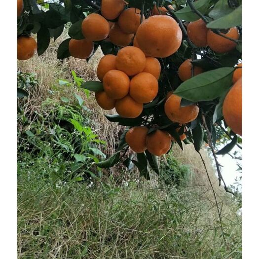 临海市柑桔  临海涌泉山地蜜橘