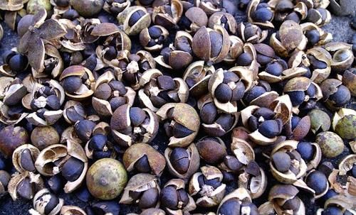 油茶籽  湖北老油茶树茶籽天气赏赐饱满洁净出油率佳。