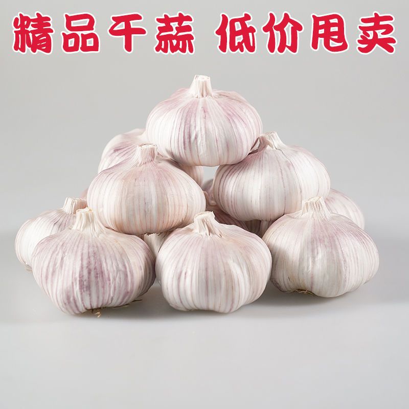 红皮蒜  大蒜，大干蒜，包邮包售后坏果包赔一件代发微商电商对