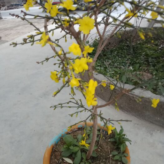 陇南迎春花无人工培育，大山里自然生长的迎春花，
