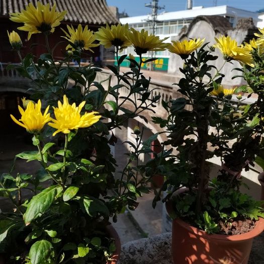 建水县金丝皇菊
