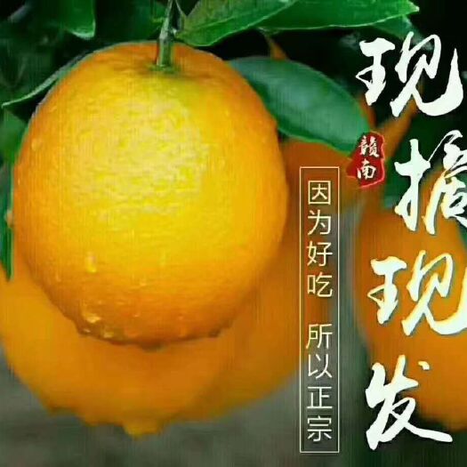 大余县塔罗科血橙 赣南血橙 70-75mm