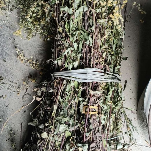 一枝黄花  一支黄花