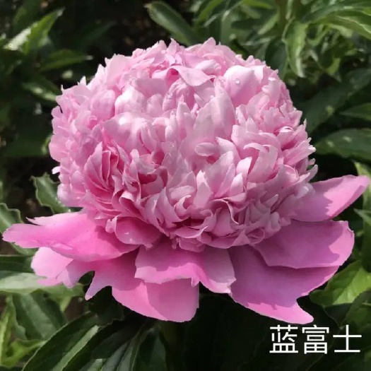临洮县多花芍药，芍药蓝富士，甘肃芍药，临洮芍药，甘肃临洮芍药