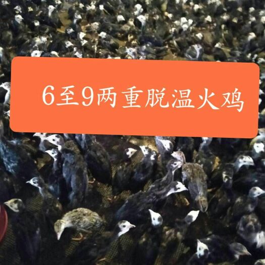 南宁贝蒂纳火鸡脱温苗，疫苗已经打完，有8两左右全国运输