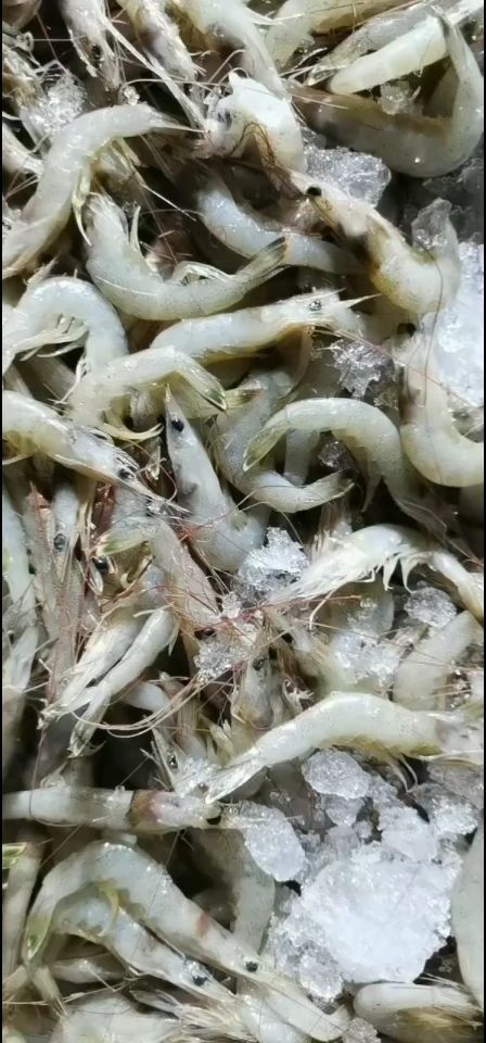 启东市红虾  东海黄条虾，白条虾，