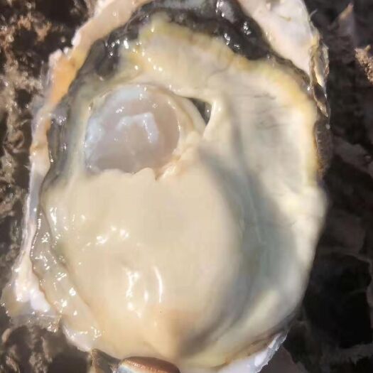 漳浦县三倍体全壳生蚝半壳生蚝