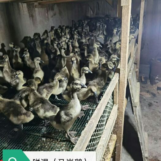 莆田马岗鹅苗  出售脱温「」莆田新宁禽苗厂