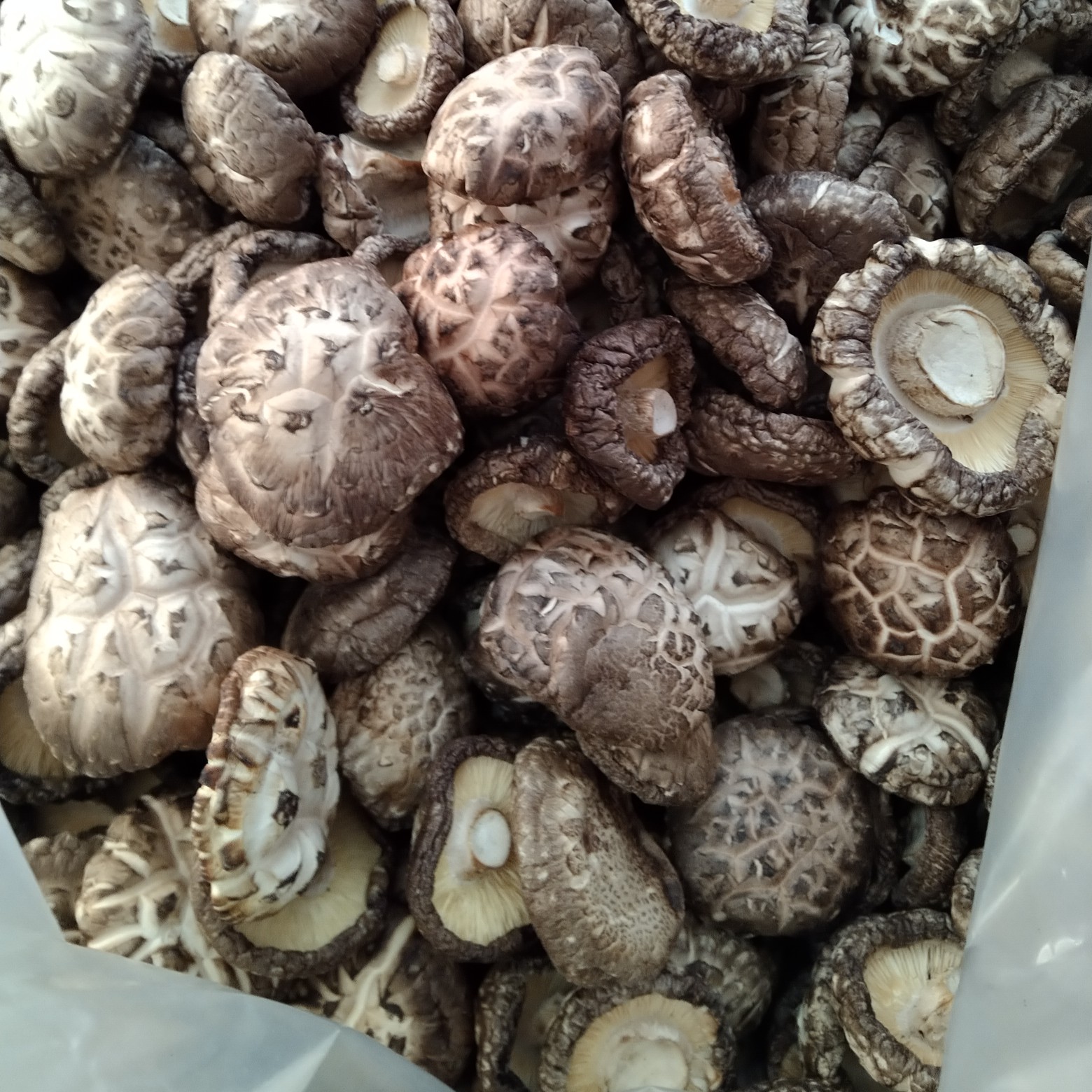 河南省南阳市内乡县新鲜干香菇食用菌蔬菜食材包邮供应