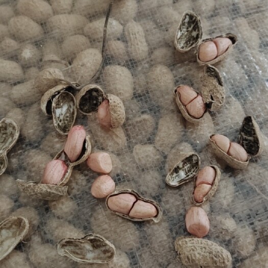 唐河县带壳花生  精品罗汉果，出油多。精选果，无破损，无破果
