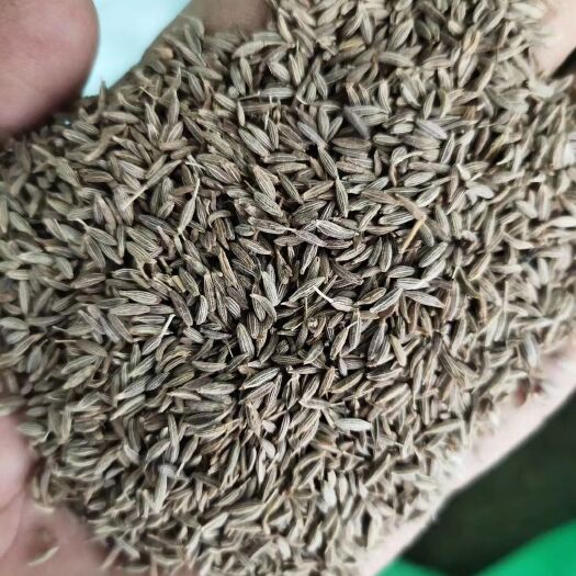 新疆孜然，孜然。量大从优。免费加工 10斤以上包快递费
