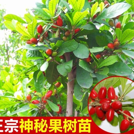 灵山县正宗神秘果树苗  神秘果苗 一年四季花果不断 品质保证