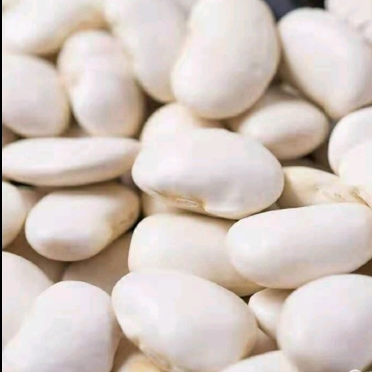 弥渡县白芸豆  货源充足 寻找买家