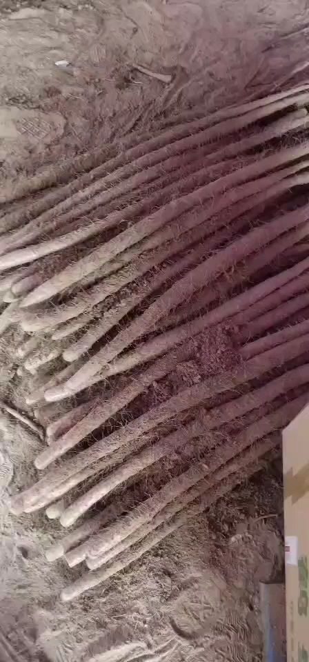 曹县白山药  西施山药，九斤黄产地直供，欢迎客户联系