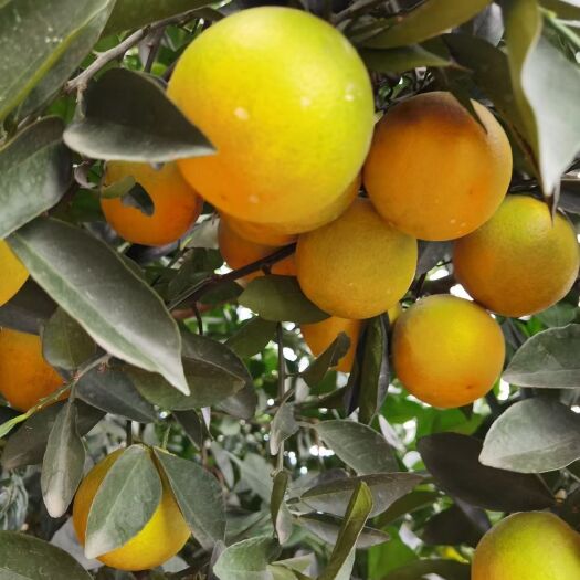新平县云南新平的冰糖橙来自哀牢山下独特自然环境成就了好的品质