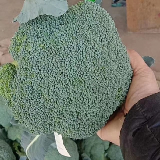 邯郸优秀西兰花  河北邯郸永年数千万亩蔬菜基地实力代办，代销，代