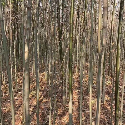 九江小叶朴  朴树3公分