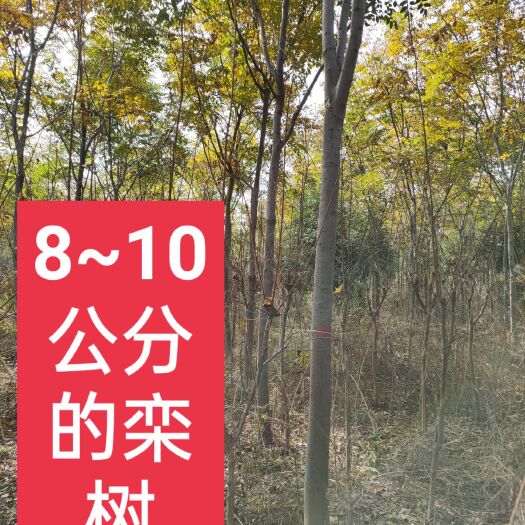 潼关县黄山栾树 10公分栾树