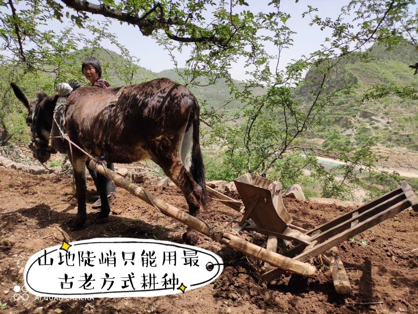 红小米  太行山梯田农户石撵红谷米（带点米糠）营养更全面养胃包邮