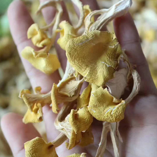 佛山 鸡油菌