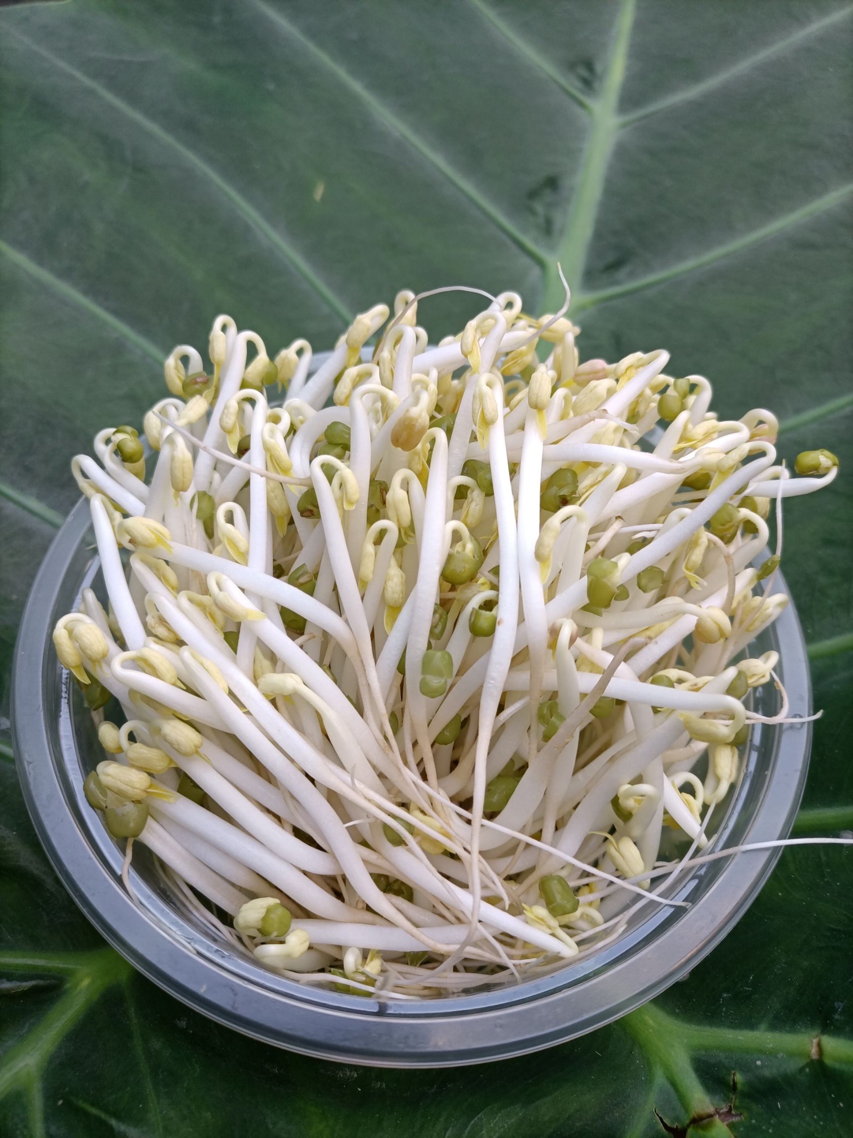 咨詢服務(wù) 原生態(tài)豆芽花生芽技術(shù)培訓(xùn)