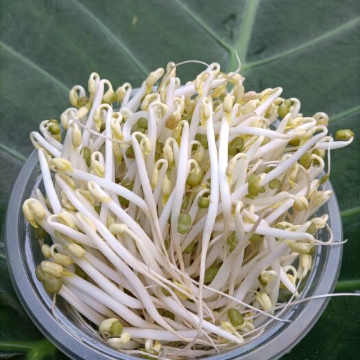 柳州咨詢服務 原生態(tài)豆芽花生芽技術(shù)培訓